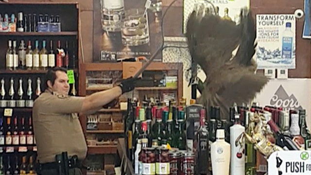 Peahen breaks bottles inside liquor store