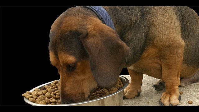 Should low-income pet owners be allowed to use food stamps to purchase pet food?