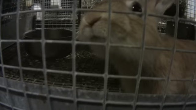 Fed inspectors find sick, dead animals at pet store supplier