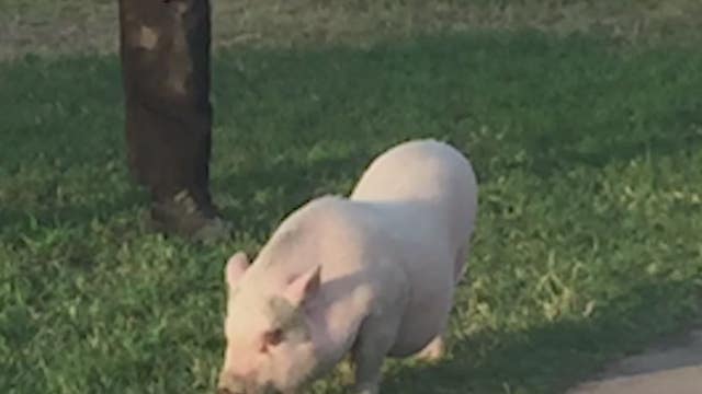 Officers chase pig through Glendale Park