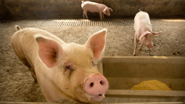 Asian nations scramble to contain pig disease outbreaks