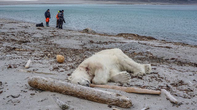 Cruise ship guards kill polar bear