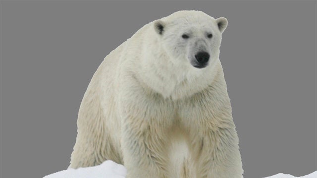 Man jumps into polar bear pit at zoo
