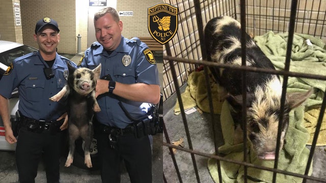'Arrest' of pig inspires hilarious Facebook post by police department