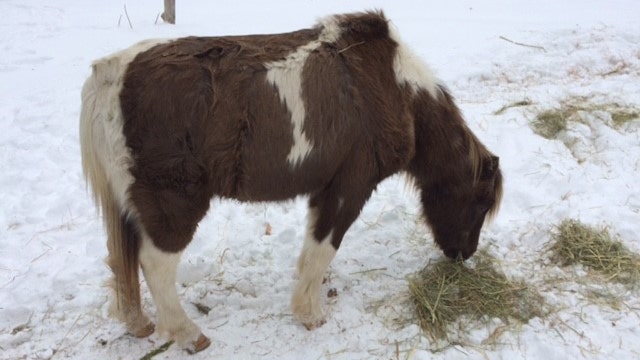 Pony that lost penis to cancer, frostbite to be saved