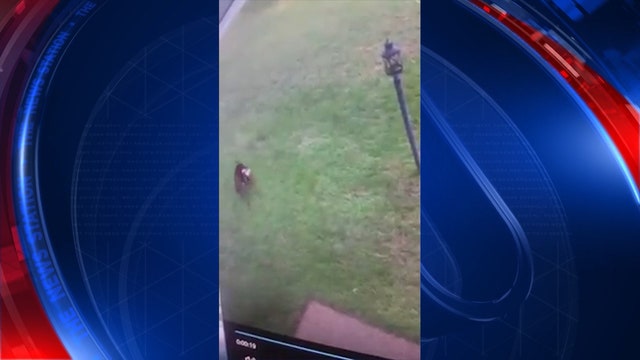 Bad dog! Porch pirate was a pooch