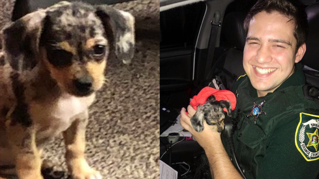Abandoned puppy rescued from flooded vehicle in Orange County during Hurricane Dorian