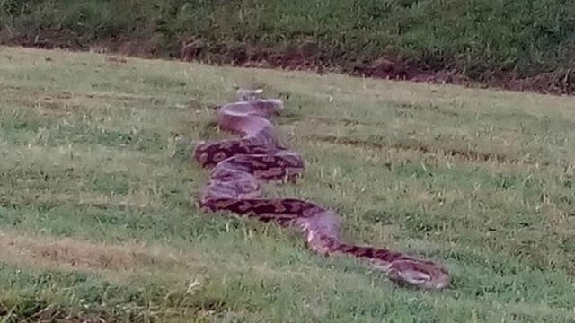 Jockey mistakes 15-foot python for 'big crack' on horse racetrack