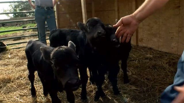 Cow gives birth to quadruplets