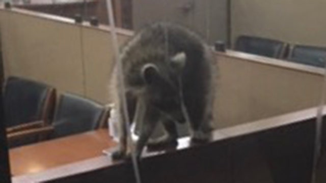 Raccoon breaks into bank in Queens