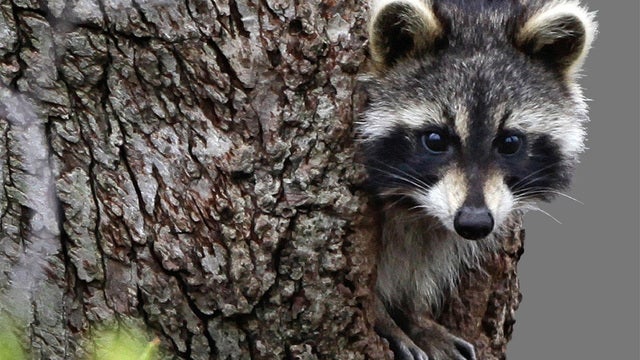 Raccoon causes thousands to lose power