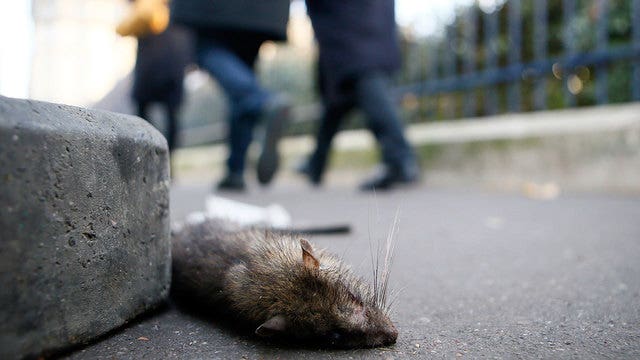 Paris battles rat infestations