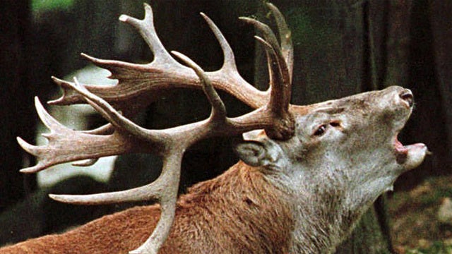 Scientists say reindeer may be shrinking in size