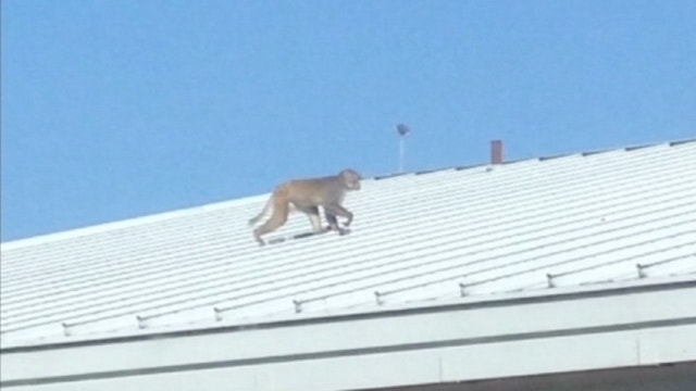 Biologists say monkey population spreading in Florida