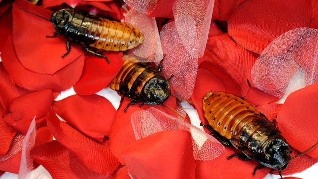 Name a roach after your Valentine