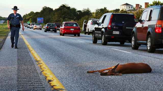 Oregon joins states where roadkill can be harvested for food
