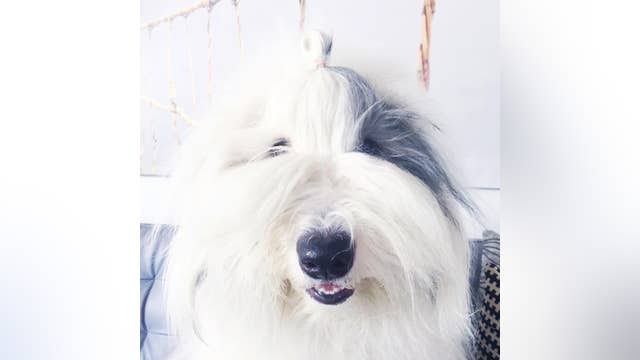 WATCH: Dog tries unsuccessfully to navigate chair