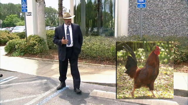Volusia Council Chairman attacked by rooster