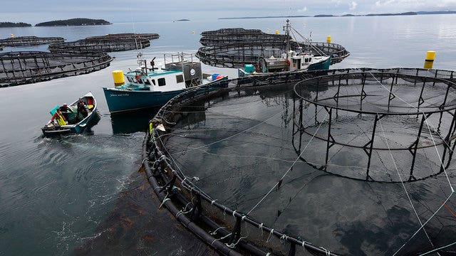 Concerns raised after escape of farmed salmon