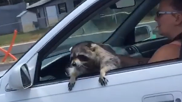 Raccoon named Hank Williams spotted hanging out of car on Florida road