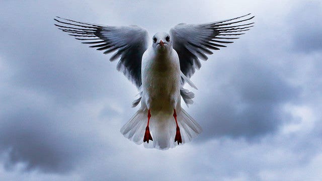 Dozens of drunk seagulls found on English beach