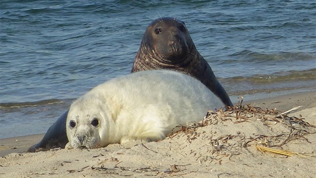 Feds: No selfies with seals, please