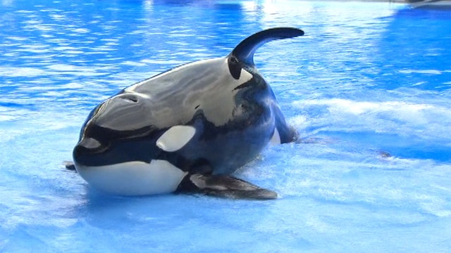 SeaWorld rebounds after scandal