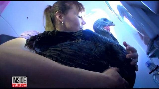 Woman flies with 'service turkey' for emotional support