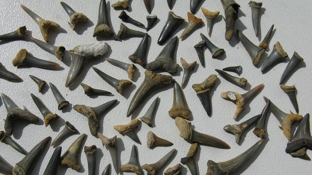 $2K of shark teeth, fossils stolen from Southern Md. home