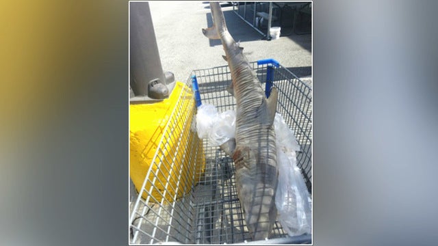 Dead shark found in shopping cart in store parking lot