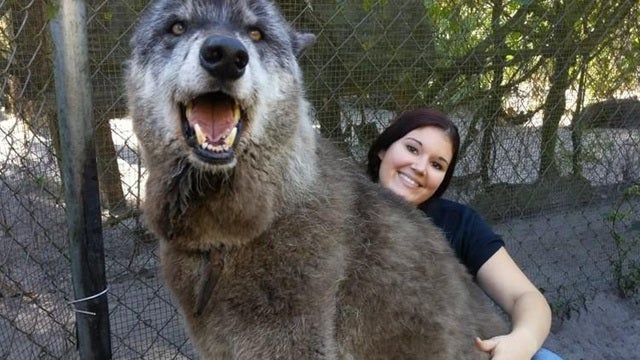 Photo of 'giant' wolfdog at Florida sanctuary goes viral