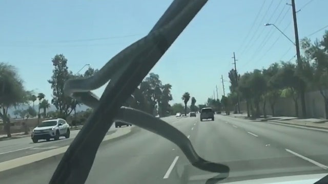 Caught on camera: Snake pops out from under car's hood