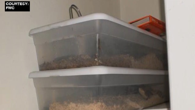 Teen accused of illegally keeping venomous snakes in closet