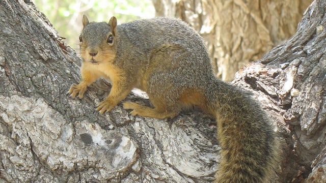 Squirrels gnawing around Christmas trees in Boston