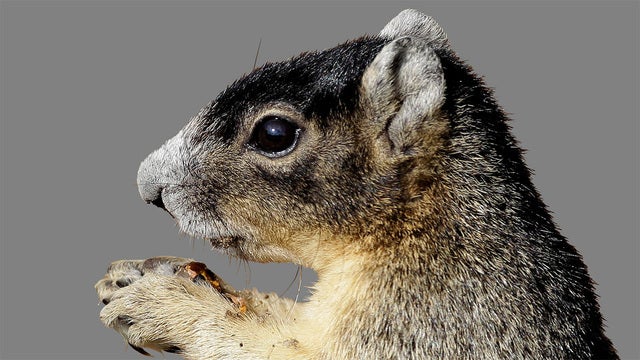 Pet squirrel stops burglary