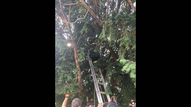 Woman trying to catch Pokemon in cemetery gets stuck in tree