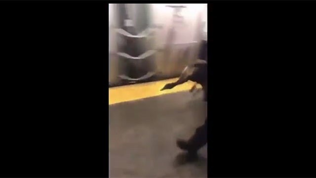 Duck found wandering in subway