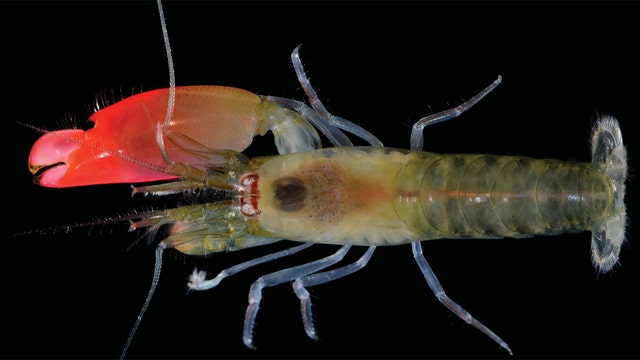 Newly discovered shrimp named after Pink Floyd
