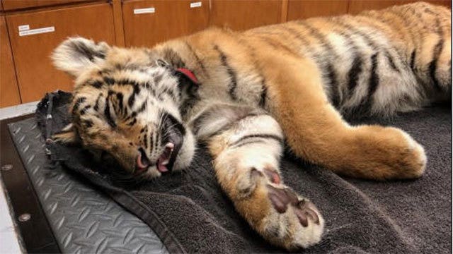 Smugglers abandon tiger cub in bag along Texas border