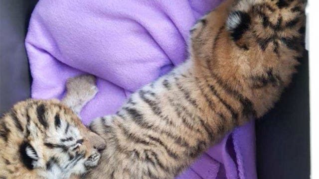 2 tiger cubs found in bathtub at apartment
