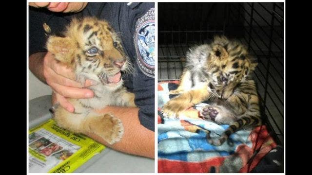 Teen tells judge he bought tiger cub on streets of Tijuana