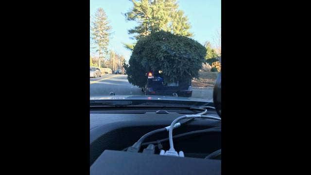 Police stop car with massive Christmas tree on top
