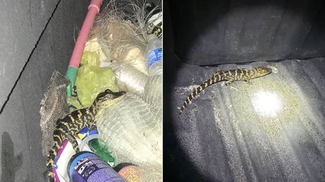 Florida woman pulls foot-long alligator out of yoga pants during traffic stop