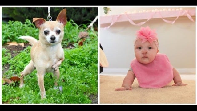 Bay Area animal group pairs up dog and child, both with rare congenital disorder