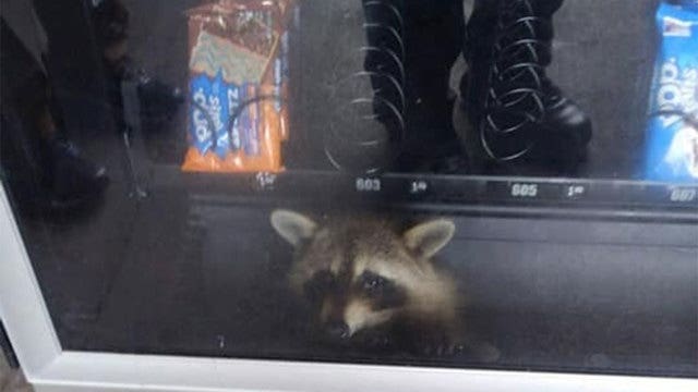 Raccoon found in vending machine