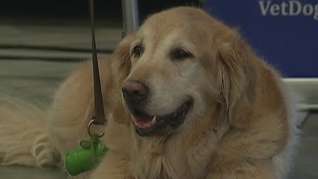 Long Island Run and Dog Walk