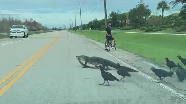 Gator, vultures stop traffic to cross South Florida road