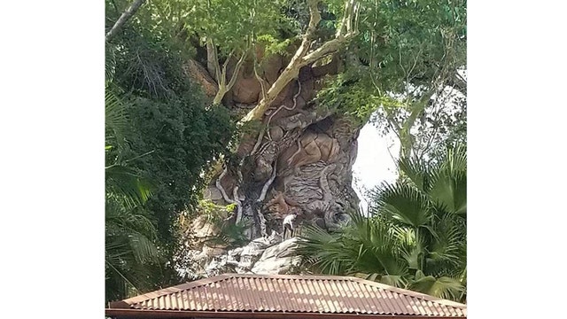Four climb Animal Kingdom's 'Tree of Life,' witnesses say