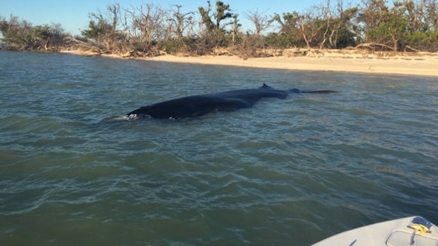 Rare whale found dead in Everglades National Park waters