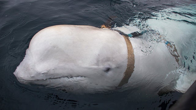 Beluga whale with Russian harness raises alarm